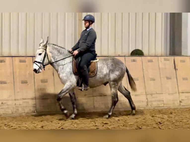 Burdégano Caballo castrado 7 años 158 cm Tordo in Neustadt (Wied)