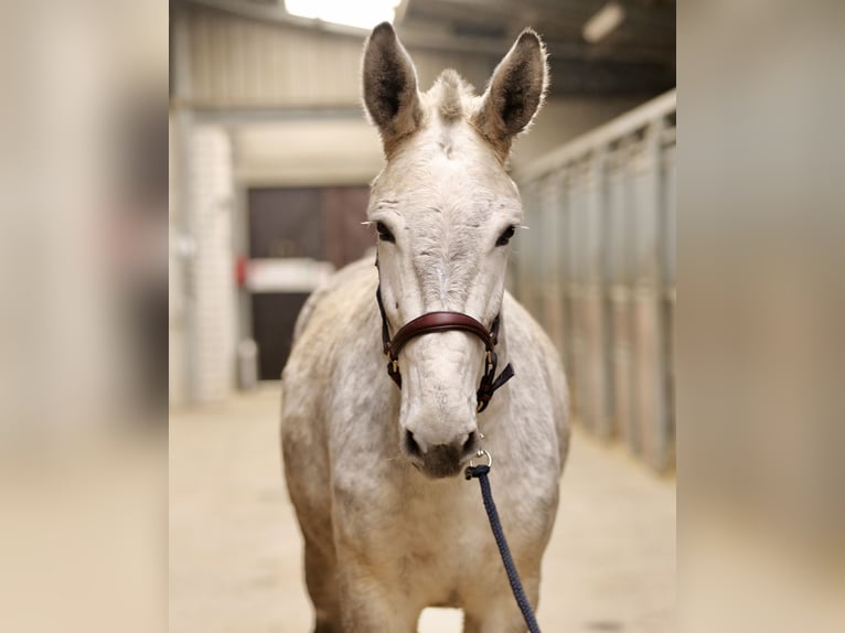 Burdégano Caballo castrado 7 años 158 cm Tordo in Neustadt (Wied)