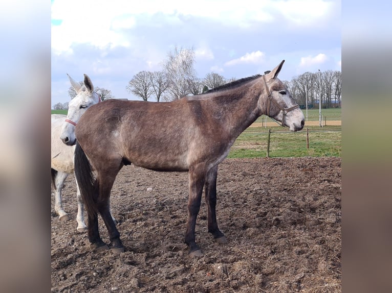 Burdégano Caballo castrado 7 años 163 cm Porcelana in Aalten