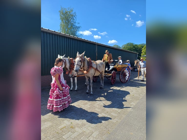 Burdégano Caballo castrado 7 años 163 cm Porcelana in Aalten