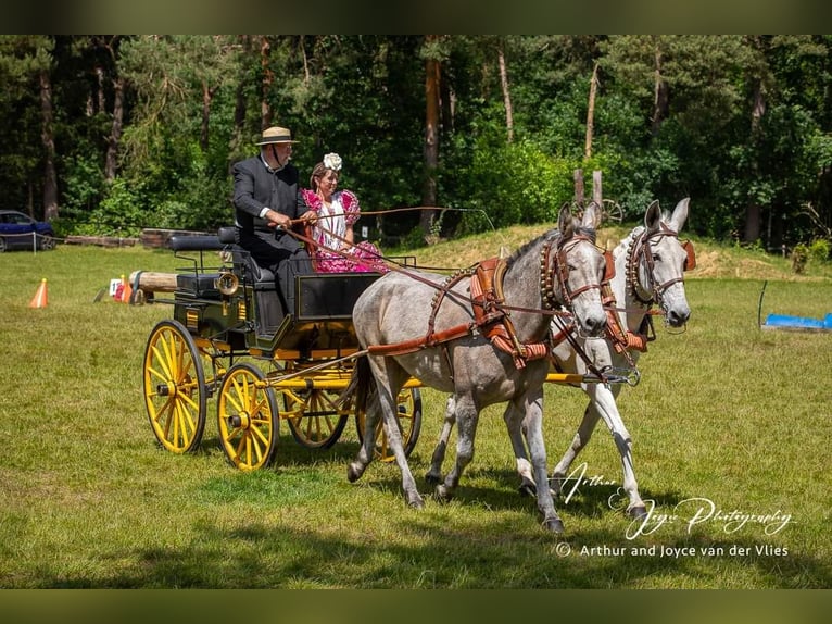 Burdégano Caballo castrado 7 años 163 cm Porcelana in Aalten