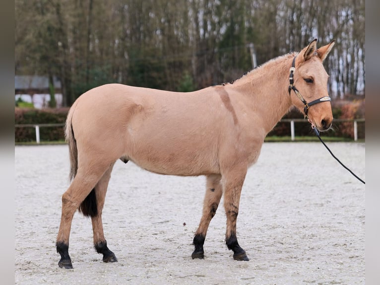 Burdégano Caballo castrado 8 años 148 cm Buckskin/Bayo in Neustadt (Wied)