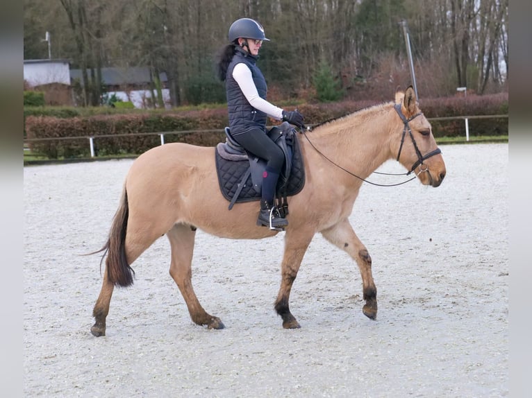 Burdégano Caballo castrado 8 años 148 cm Buckskin/Bayo in Neustadt (Wied)