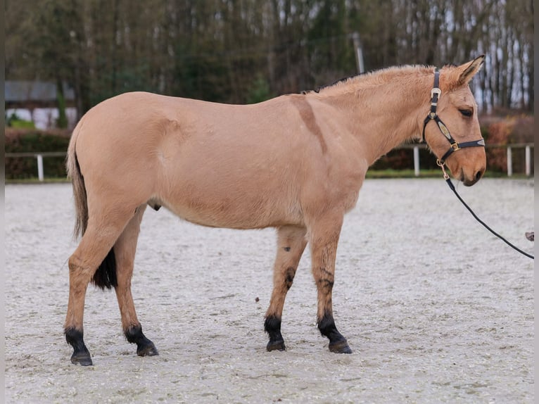 Burdégano Caballo castrado 8 años 148 cm Buckskin/Bayo in Neustadt (Wied)