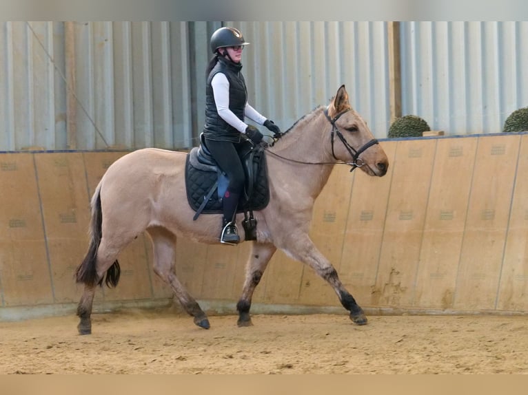 Burdégano Caballo castrado 8 años 148 cm Buckskin/Bayo in Neustadt (Wied)