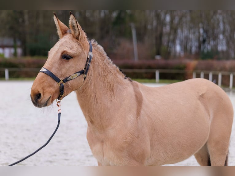 Burdégano Caballo castrado 8 años 148 cm Buckskin/Bayo in Neustadt (Wied)