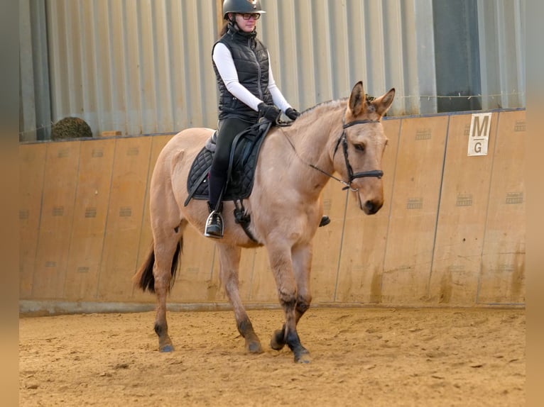 Burdégano Caballo castrado 8 años 148 cm Buckskin/Bayo in Neustadt (Wied)