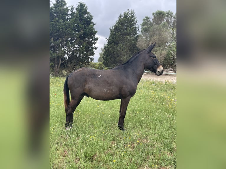 Burdégano Caballo castrado 8 años 148 cm Castaño oscuro in Sant Llorenc