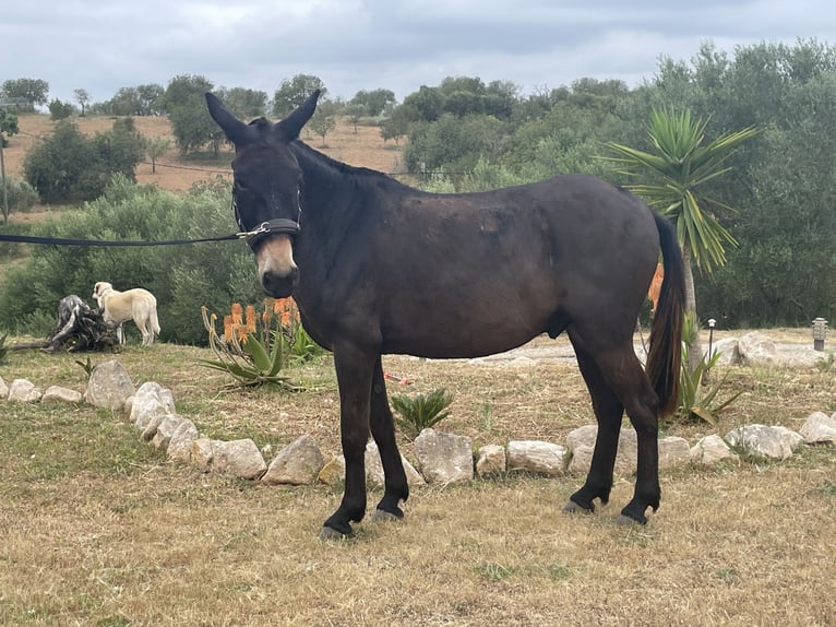 Burdégano Caballo castrado 8 años 148 cm Castaño oscuro in Sant Llorenc