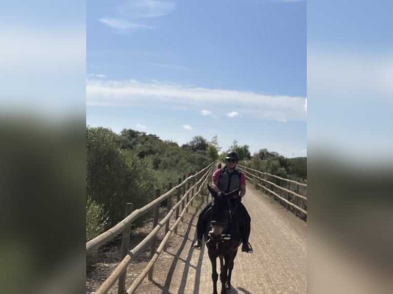 Burdégano Caballo castrado 8 años 148 cm Castaño oscuro in Sant Llorenc