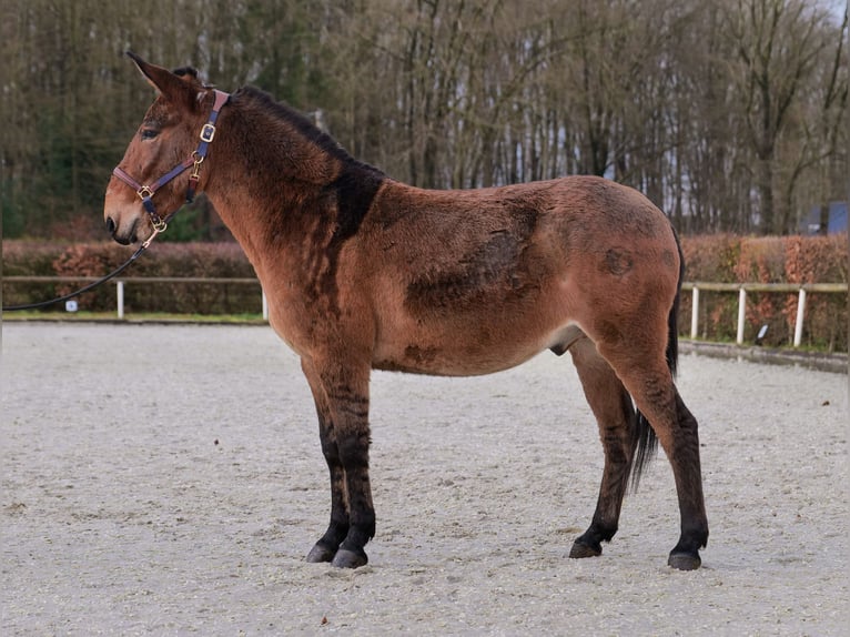 Burdégano Caballo castrado 8 años 151 cm Castaño in Neustadt (Wied)