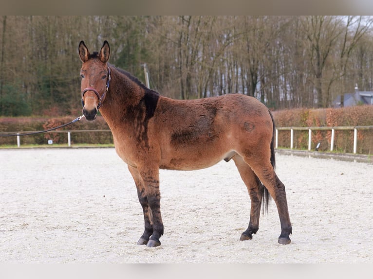 Burdégano Caballo castrado 8 años 151 cm Castaño in Neustadt (Wied)