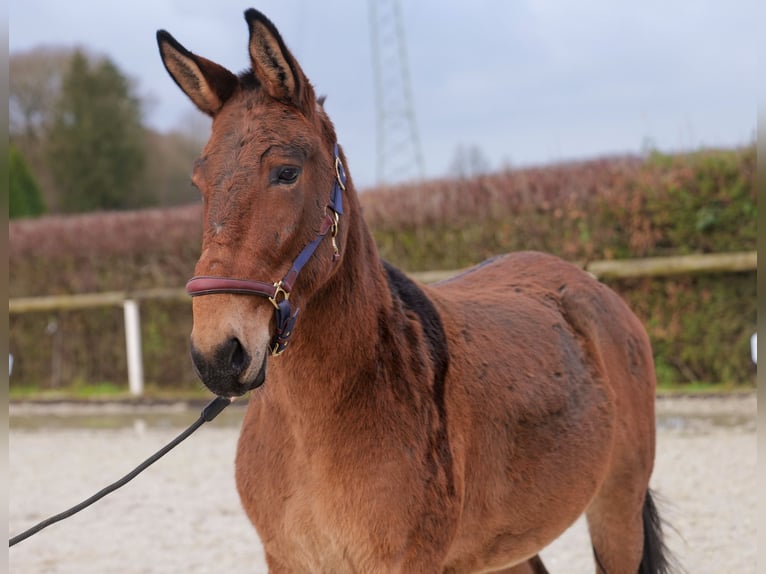 Burdégano Caballo castrado 8 años 151 cm Castaño in Neustadt (Wied)