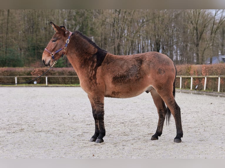 Burdégano Caballo castrado 8 años 151 cm Castaño in Neustadt (Wied)