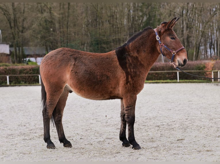 Burdégano Caballo castrado 8 años 151 cm Castaño in Neustadt (Wied)