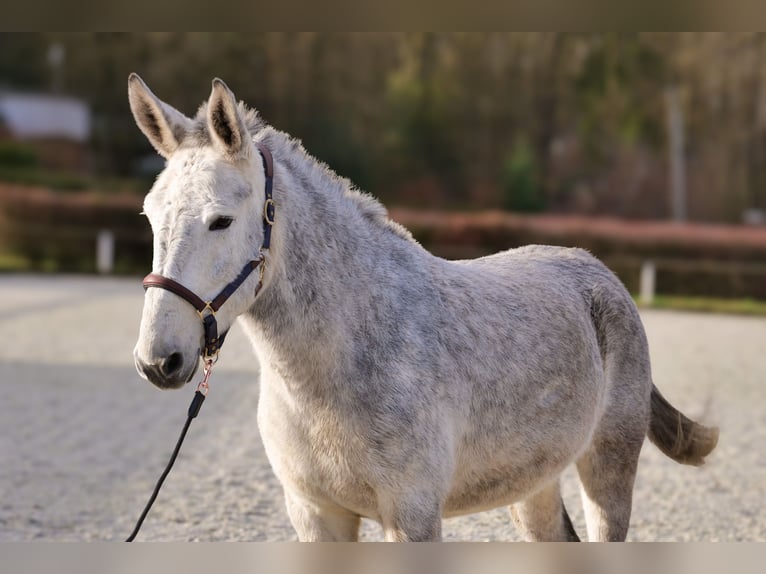 Burdégano Caballo castrado 8 años 158 cm Tordo in Neustadt (Wied)