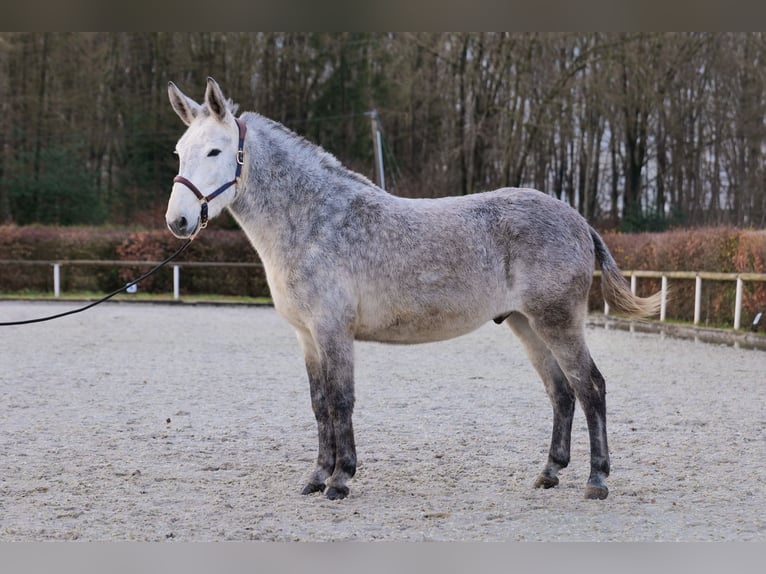 Burdégano Caballo castrado 8 años 158 cm Tordo in Neustadt (Wied)