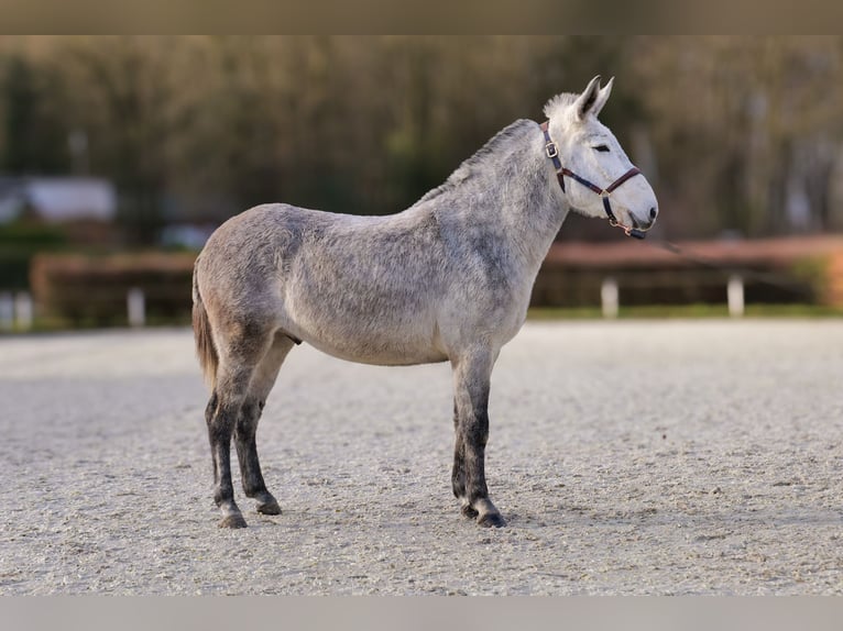 Burdégano Caballo castrado 8 años 158 cm Tordo in Neustadt (Wied)