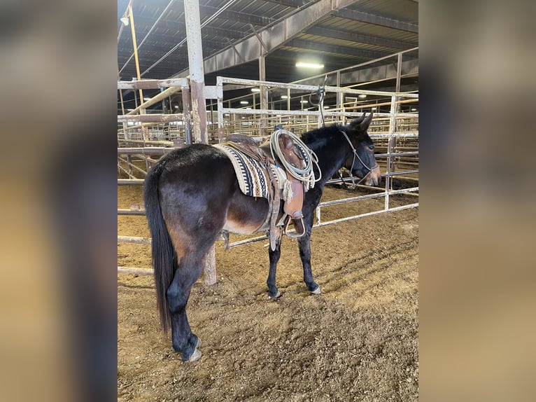 Burdégano Semental 4 años 132 cm Castaño oscuro in Ocala,Florida