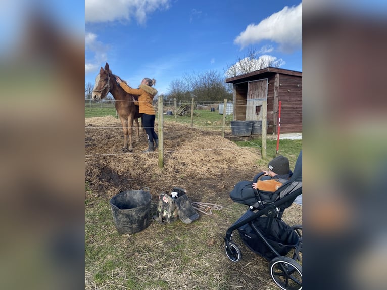 Burdégano Semental 4 años 145 cm Alazán-tostado in Mettet