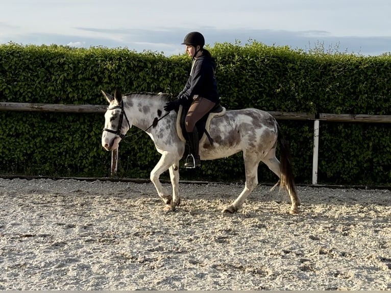 Burdégano Yegua 10 años 135 cm Ruano azulado in Neustadt (Wied)