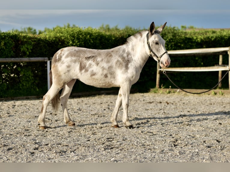 Burdégano Yegua 10 años 135 cm Ruano azulado in Neustadt (Wied)