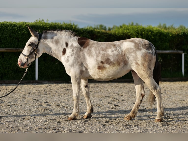 Burdégano Yegua 10 años 135 cm Ruano azulado in Neustadt (Wied)