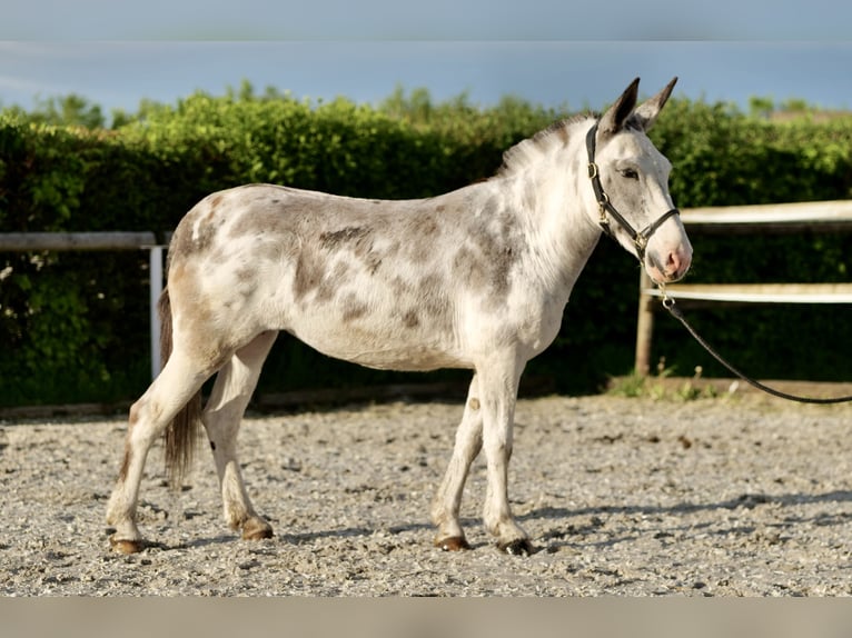 Burdégano Yegua 10 años 135 cm Ruano azulado in Neustadt (Wied)