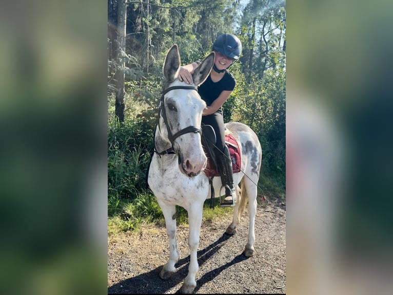 Burdégano Yegua 10 años 135 cm Ruano azulado in Neustadt (Wied)