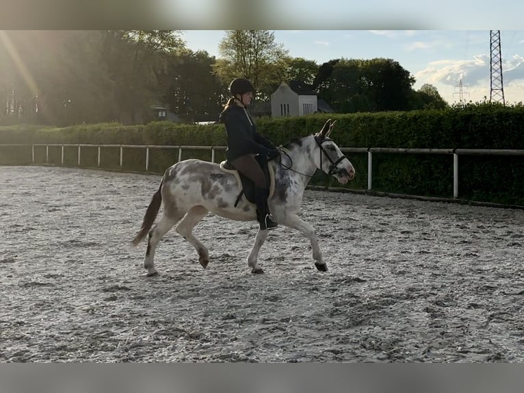 Burdégano Yegua 10 años 135 cm Ruano azulado in Neustadt (Wied)