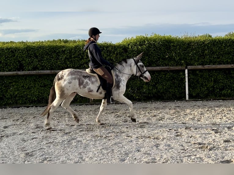 Burdégano Yegua 10 años 135 cm Ruano azulado in Neustadt (Wied)