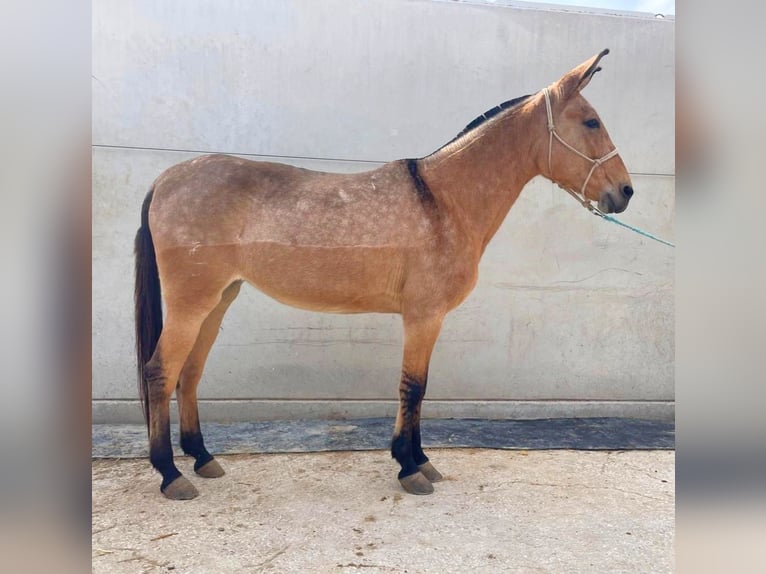 Burdégano Yegua 10 años 152 cm Buckskin/Bayo in Cordoba