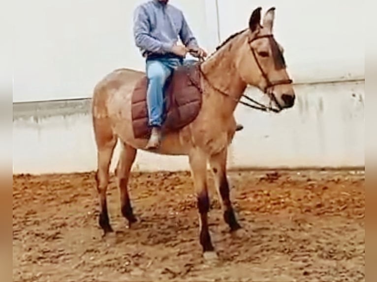 Burdégano Yegua 10 años 152 cm Buckskin/Bayo in Cordoba