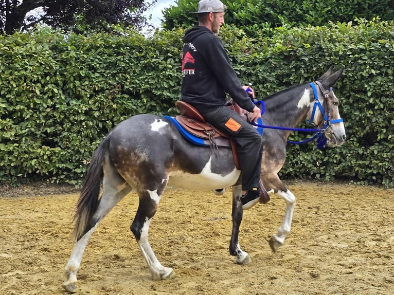 Burdégano Yegua 11 años 145 cm Pío in Linkenbach