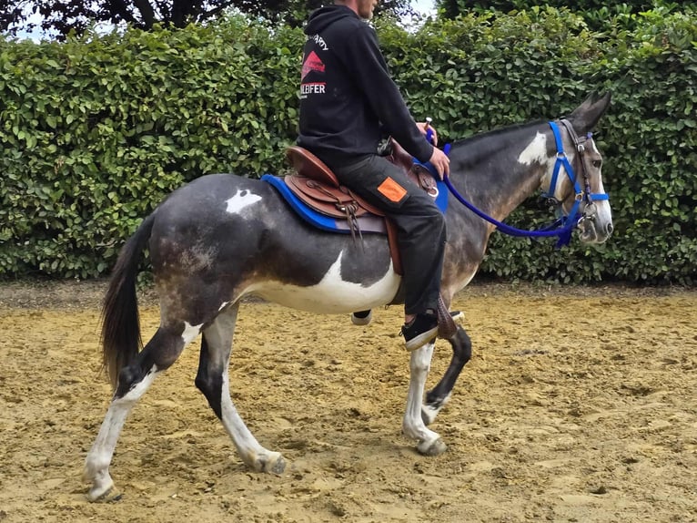 Burdégano Yegua 11 años 145 cm Pío in Linkenbach