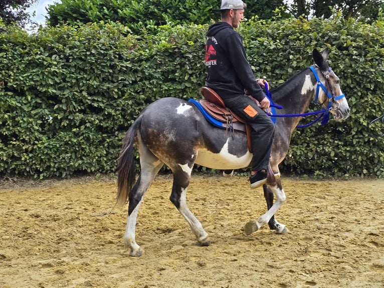 Burdégano Yegua 11 años 145 cm Pío in Linkenbach
