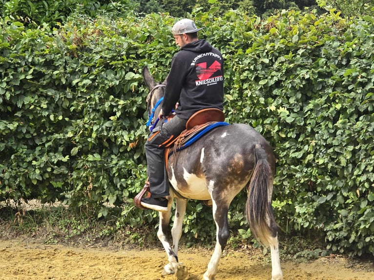 Burdégano Yegua 11 años 145 cm Pío in Linkenbach
