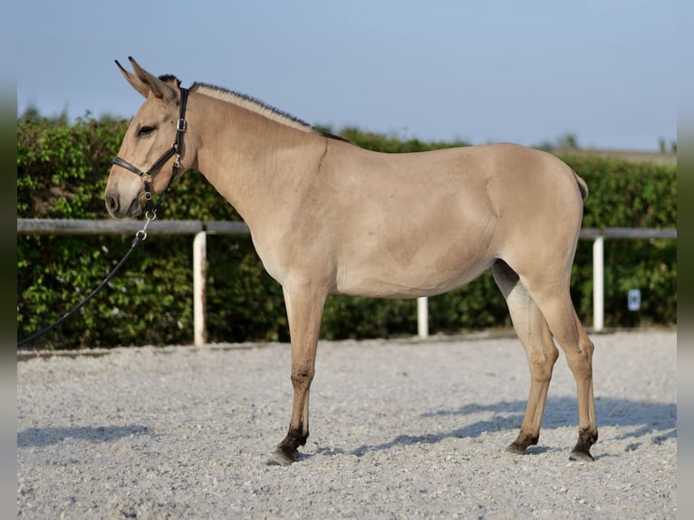 Burdégano Yegua 2 años 145 cm Bayo in Neustadt (Wied)