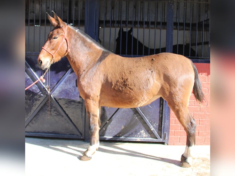 Burdégano Yegua 4 años 155 cm Castaño in Vejer de la Frontera