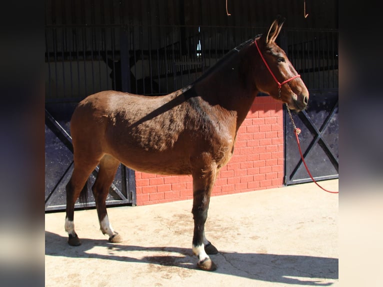 Burdégano Yegua 4 años 155 cm Castaño in Vejer de la Frontera