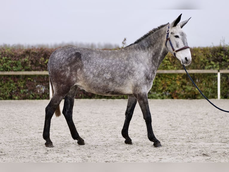 Burdégano Yegua 7 años 155 cm Tordo in Neustadt (Wied)