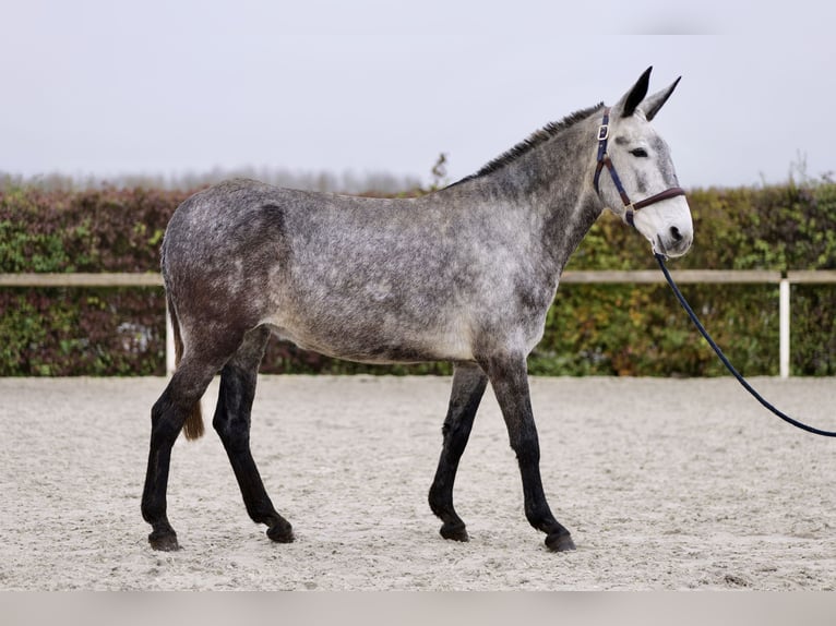 Burdégano Yegua 7 años 155 cm Tordo in Neustadt (Wied)