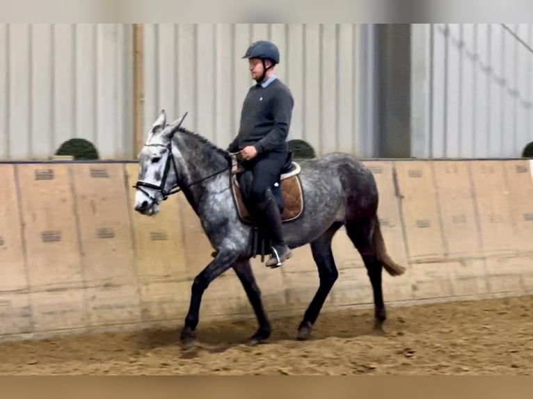 Burdégano Yegua 8 años 155 cm Tordo in Neustadt (Wied)