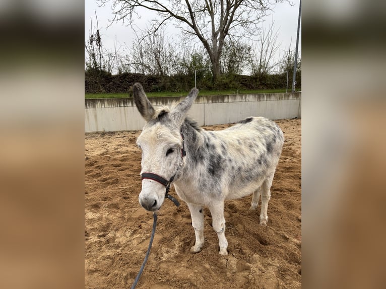 Burro Caballo castrado 10 años 115 cm in Martinsheim