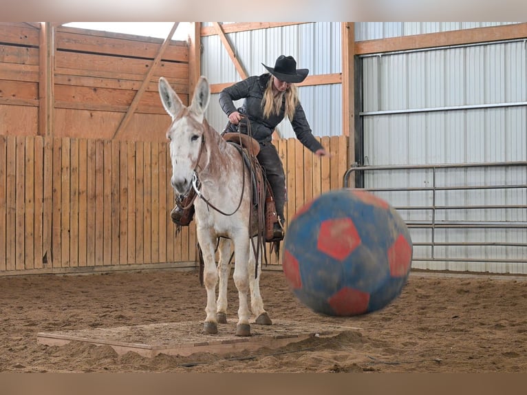 Burro Caballo castrado 10 años 147 cm Ruano alazán in Hastings