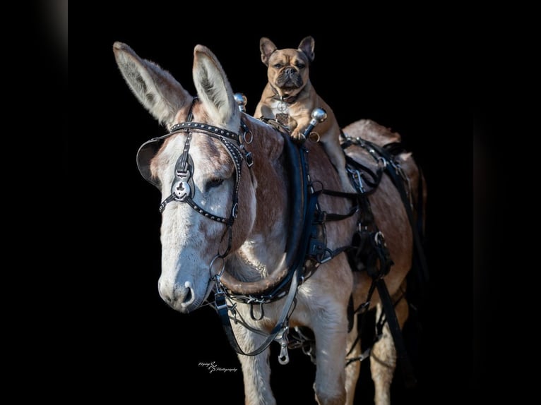 Burro Caballo castrado 10 años 147 cm Ruano alazán in Hastings