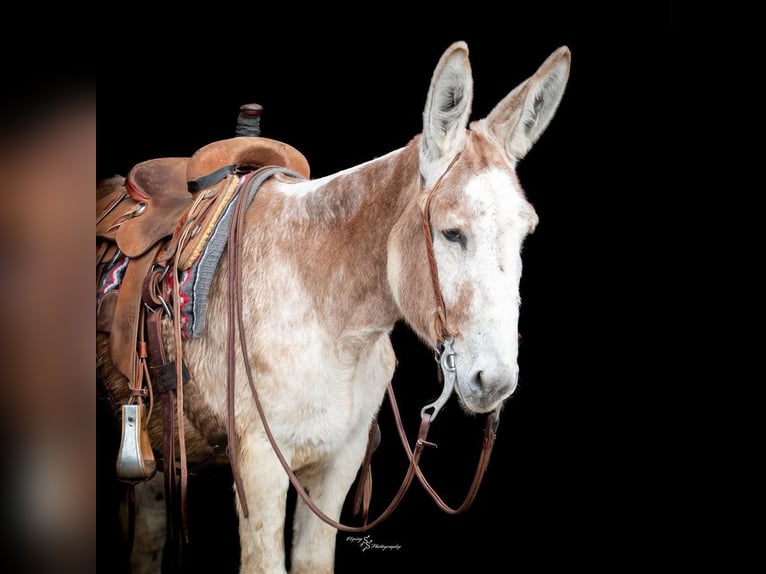 Burro Caballo castrado 10 años 147 cm Ruano alazán in Hastings