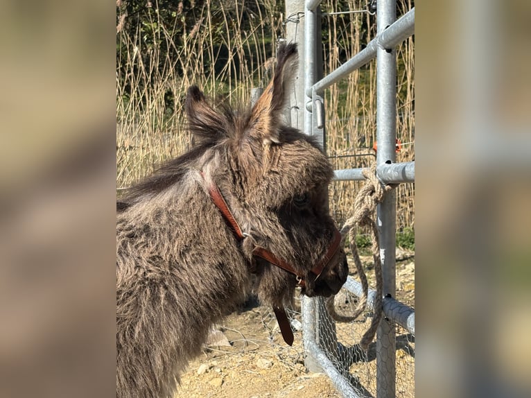 Burro Caballo castrado 1 año 63 cm Musgo marrón in Bonnebosq