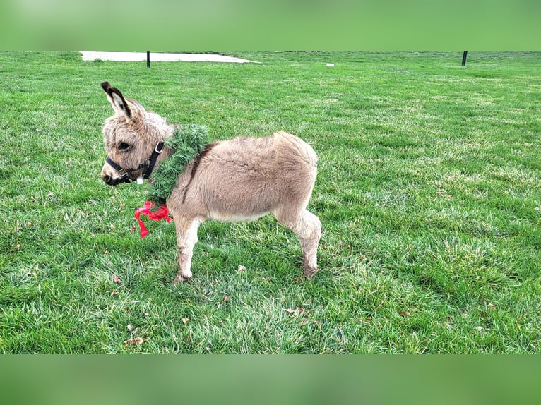 Burro Caballo castrado 1 año 69 cm Tordo in Sullivan, IL