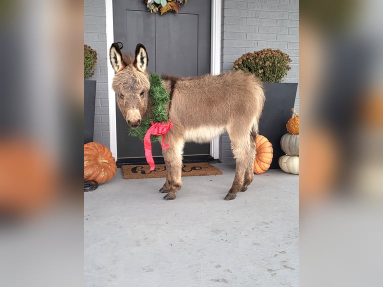 Burro Caballo castrado 1 año 69 cm Tordo in Sullivan, IL